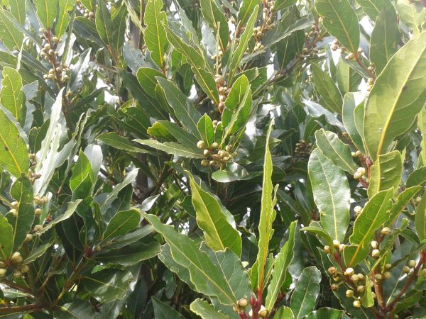 2021-03-18-14.30.26.jpg Laurier 1 litre