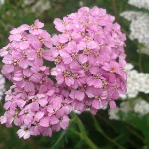 achillee-2.jpg Achillée millefeuille