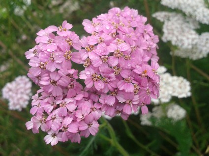 Achillée millefeuille