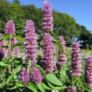 agastache.jpg Agastache mentholée