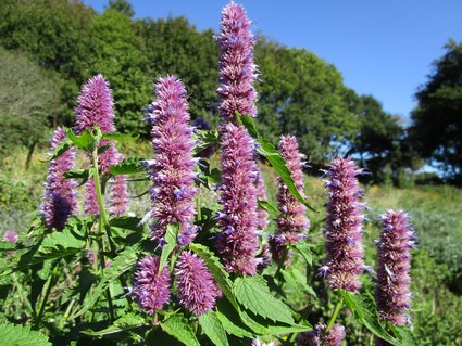 Agastache mentholée