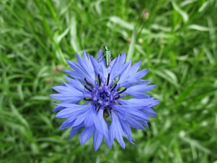bleuet.jpg Bleuet
