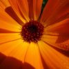 Calendula