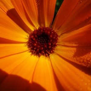 calendula.jpg Calendula
