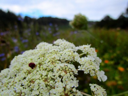 carotte-2.jpg Carotte sauvage