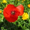 coquelicot-2.jpg Coquelicot