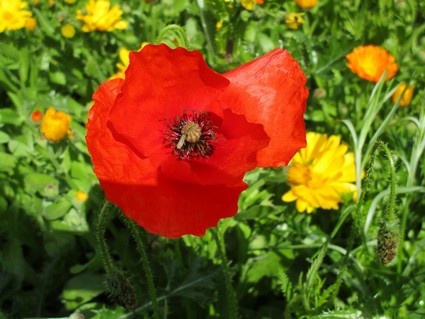 coquelicot-2.jpg Coquelicot