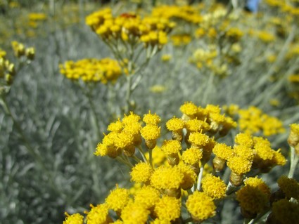 helichryse.jpg Hélichryse