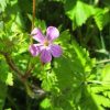 Herbe à robert (géranium)