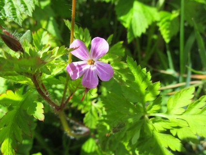 Herbe à robert (géranium)
