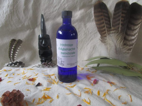 Agastache mentholée