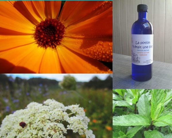 hydrolat-eau-florale-foie-carotte-menthe-calendula.jpg La potion "il était une fois"