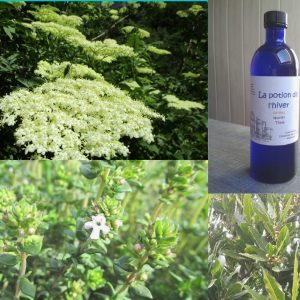 La potion de l'hiver