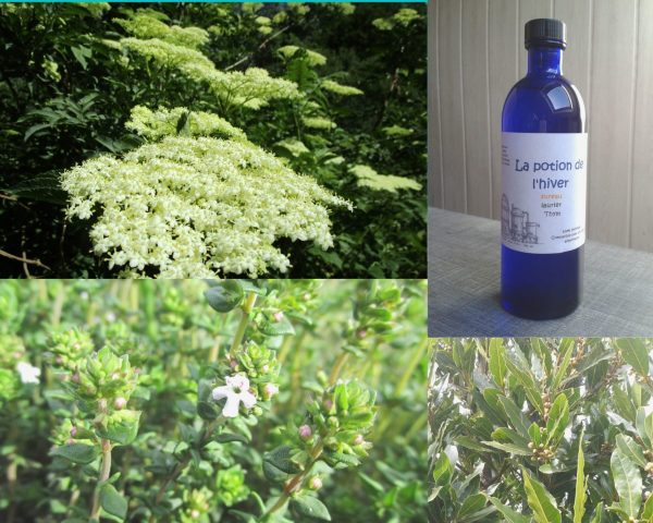 La potion de l'hiver