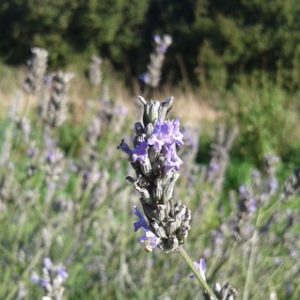 Lavande aspic 1 litre