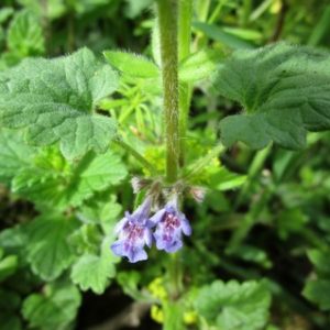 lierre-terrestre-2020.jpg Lierre terrestre