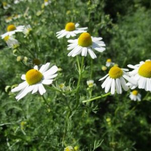 matricaire-2.jpg Camomille matricaire