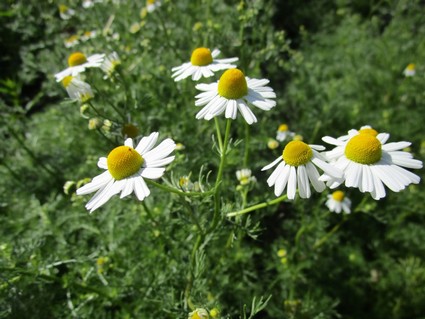 matricaire-2.jpg Camomille matricaire