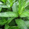 Menthe glaciale