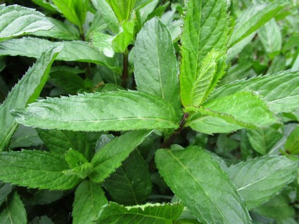 Menthe glaciale