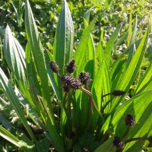 plantain-1.jpg Plantain