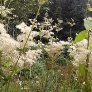 reine-des-pres.jpg Reine des prés