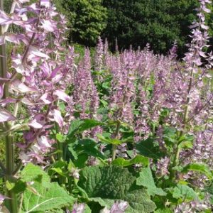 sauge-sclaree-2.jpg Sauge sclarée